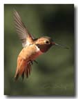 rufous