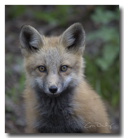 serious red fox kit