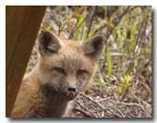 red fox