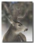 deer5283